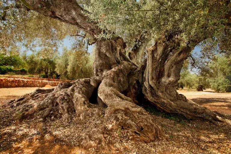 Sea-of-olive-trees